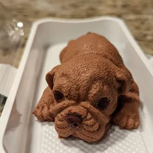 Chocolate Mousse bull dog