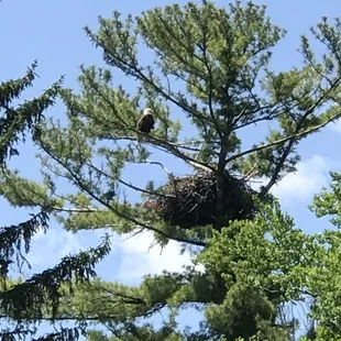 Thanks for the information bar tender (so sorry can't recall name) of course meal buffet was excellent too