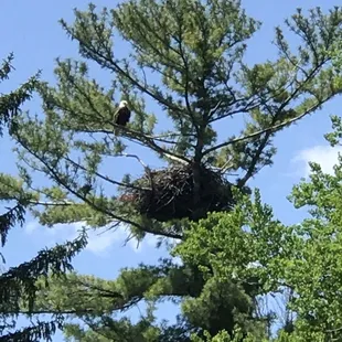 Beautiful eagle nest gracing our presents