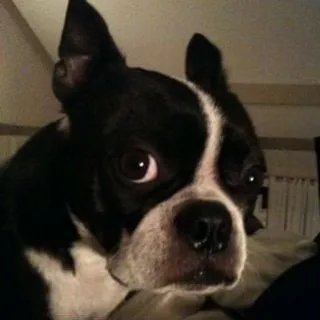 Baxter P.