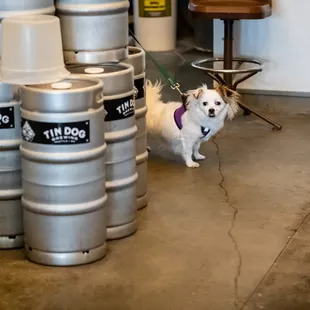 Tin Dog Brewing