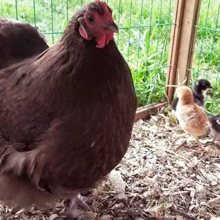 a hen and her chicks