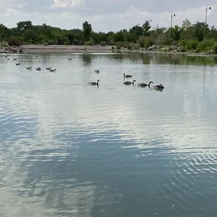 A family of geese swimming in formation.