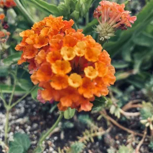 Don't know exactly what type of flower this is but it caught my eye.