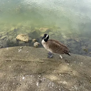 One of the numerous ducks. They aren't afraid of humans that for sure.