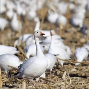 Snow goose at nearby Bernardo WMA.