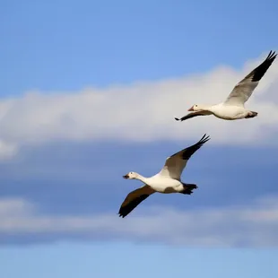 Snow geese flying over Bernardo WMA.