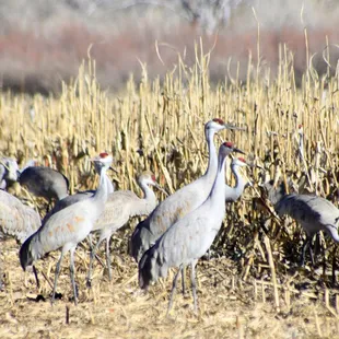 Sandhill cranes near Tinnin Hunt Club.
