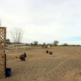 Tinnin Hunt Club.  My son shooting a sporting clay (if you look hard).  3D archery field as well.