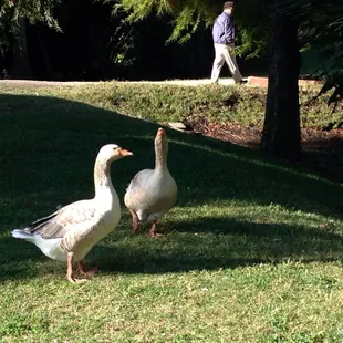 Residents