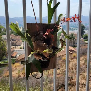 Real staghorn orchids are part of the ambiance
