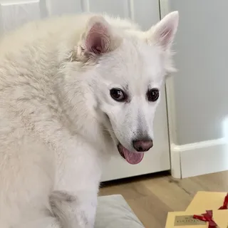 Y S.