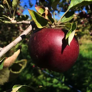 Organic Arkansas Black Apples grown at the Tiny&apos;s farm!