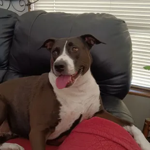 Chicken Salad Sandwich