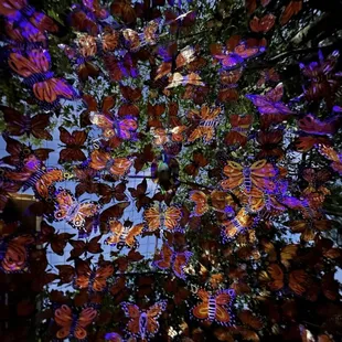 Butterfly Sky