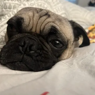 Yaritza Christina D.