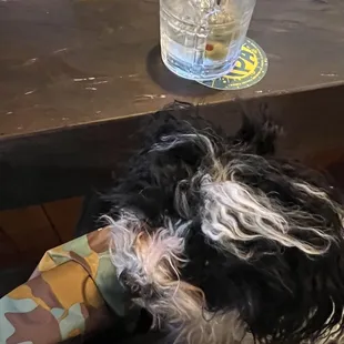 My therapy dog and my wonderful drink.