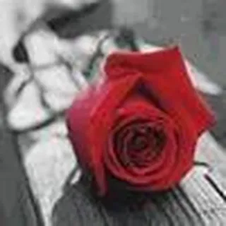 Sam M.