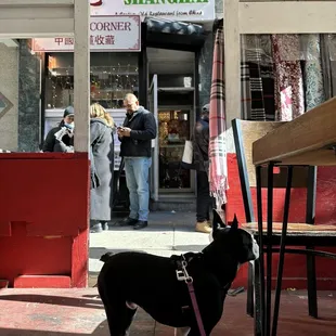 a dog on a leash in front of a shop