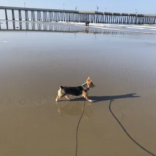 a dog walking on the beach