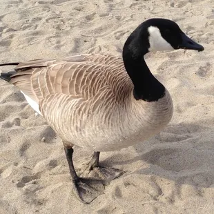 At our usual stop on our bike  ride on the American River Bike Trail, a goose says Hi!