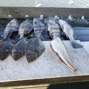 A little flounder sticking