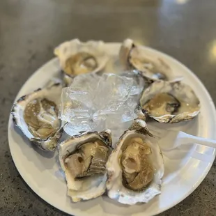 Fresh oysters