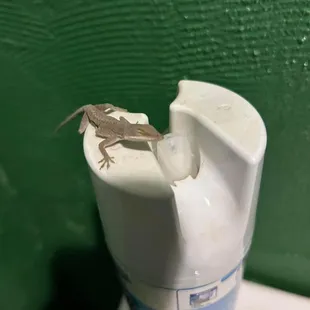 Freddy hangs out in the bathroom