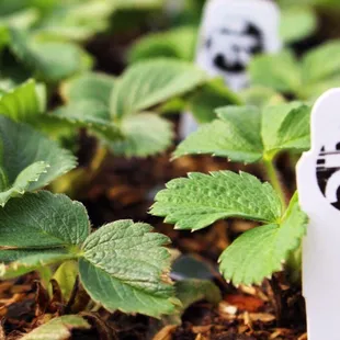 Locally Grown Vegetable &amp; Herb Plants