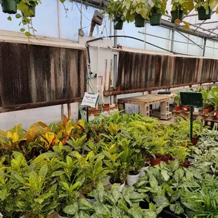 Lots of greens