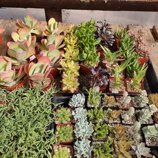 Succulents