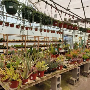Succulents corner