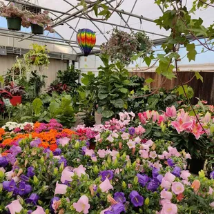 Inside the TLC greenhouse