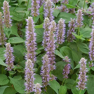Anise hyssop -- one of my favorite perennials!