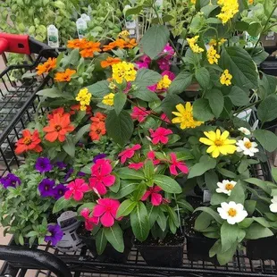 So many colors and different kinds of flowers to choose from!
