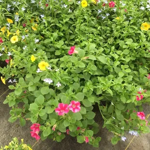 Great selection of healthy plants. Great customer service. They are busy!