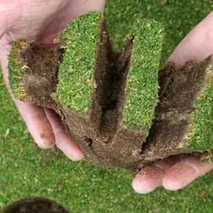 two hands holding a piece of grass