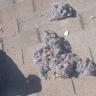 Tnt chimney pulled all this out of the dryer vent hose
