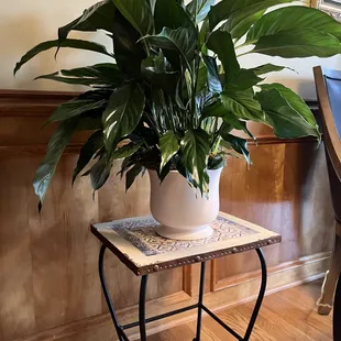 peace lily