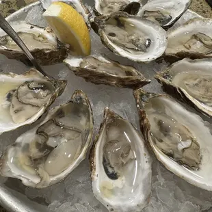 Dozen oysters for $20 during HH