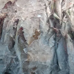 a bunch of fish in ice