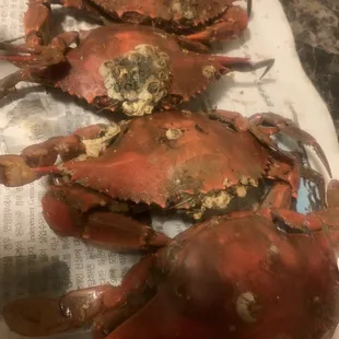 Fungus or worts on 1//2dozen of my crabs we threw them away