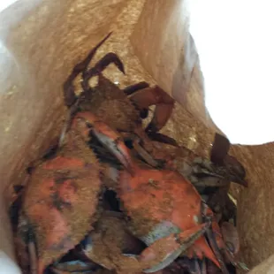 mussels, oysters and mussels, oysters, shellfish, food