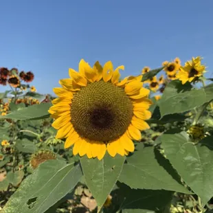 a field of sunflowers