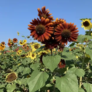 a field of sunflowers