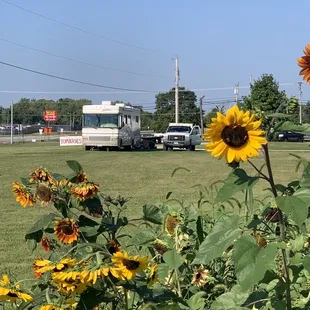 a field of sunflowers and a bus