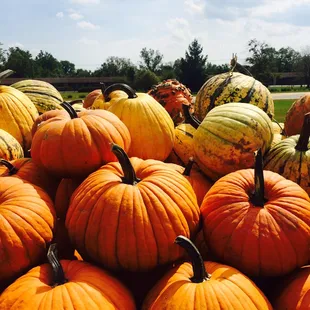 a large pile of pumpkins