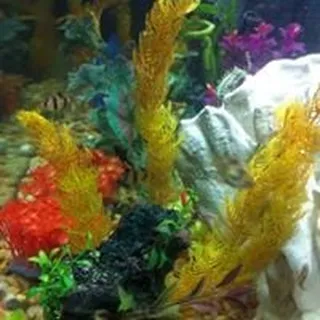 EfferverscentlyMe C.