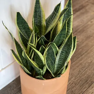 a potted snake plant