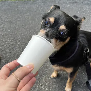 Puppaccino